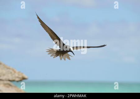 Black Noddy (Anous minutus) adulte, en vol au-dessus de la mer, Queensland, Australie Banque D'Images