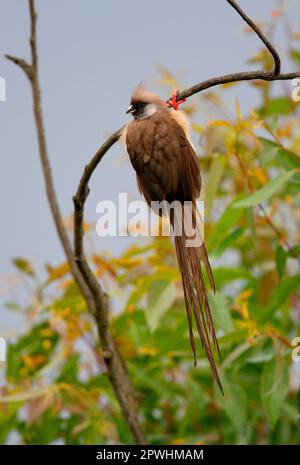 Mousebird moucheté (Colius striatus kikuyuensis) adulte, suspendu de la branche, Kenya Banque D'Images