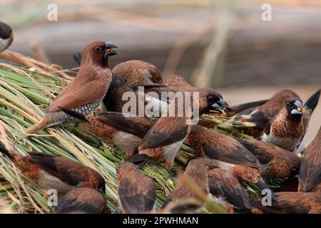 Une munia à épi (Lonchura punctulata) et une munia à rumpe blanche (Lonchura striata) se nourrissant de tiges de riz, Hong Kong, Chine Banque D'Images