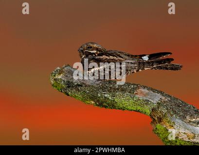 Nightjar, nightjar européen (Caprimulgus europaeus), Nightbars, animaux, oiseaux, Nightjar eurasien adulte mâle, murmures sur le poste de chant dans heathland à Banque D'Images