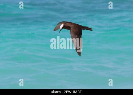 Black Noddy (Anous minutus) adulte, en vol au-dessus de la mer, pêche, île Lady Elliot, Queensland, Australie Banque D'Images