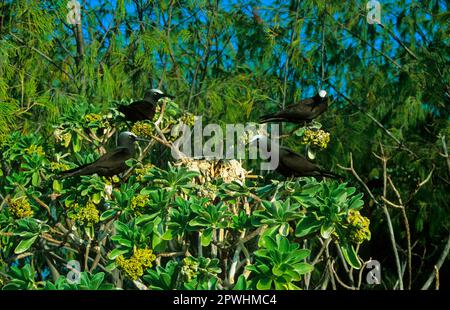 Black Noddy (Anous minutus), une partie de la colonie, Lady Elliot is. Queensland, Australie Banque D'Images