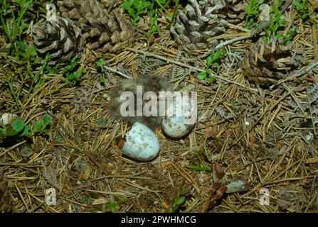 Boîte de nuit, boîte de nuit européenne (Caprimulgus europaeus), boîtes de nuit, animaux, oiseaux, boîte de nuit européenne Nest avec poussin et œuf, coquille d'œuf (S) Banque D'Images