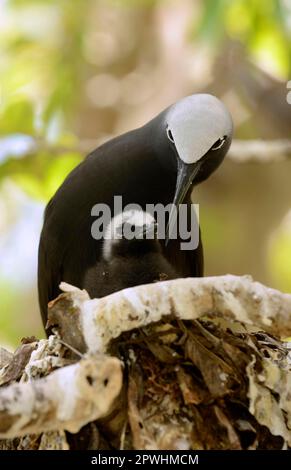 Black Noddy (Anous minutus) adulte avec poussin, au nid sur la branche, Queensland, Australie Banque D'Images