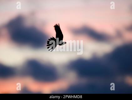 Boîte de nuit, boîte de nuit européenne (Caprimulgus europaeus), boîtes de nuit, animaux, oiseaux, boîte de nuit eurasienne adulte, En vol au-dessus de la lande, Silhouette at Banque D'Images