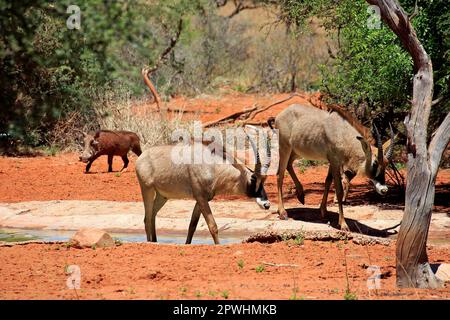 Antelope de Roan (Hippotragus equinus), groupe au trou d'eau, réserve de gibier de Tswalu, Kalahari, Cap Nord, Afrique du Sud, Afrique Banque D'Images