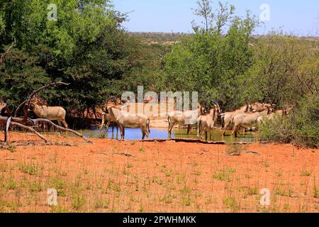 Antelope de Roan (Hippotragus equinus), groupe au trou d'eau, réserve de gibier de Tswalu, Kalahari, Cap Nord, Afrique du Sud, Afrique Banque D'Images