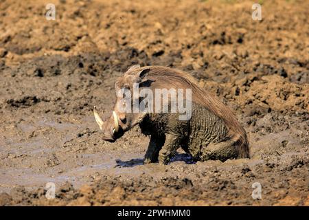 Warthog, adulte dans un bain de boue, Kruger Nationalpark, Afrique du Sud, Afrique (Phacochoerus aethiopicus) Banque D'Images