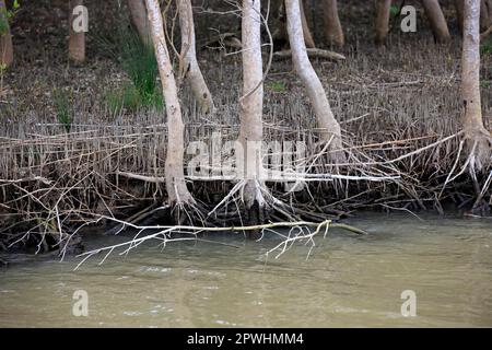 Mangrove blanche (Laguncularia racemosa), dans l'eau, parc humide iSimangaliso, Kwazulu Natal, Afrique du Sud, Afrique Banque D'Images