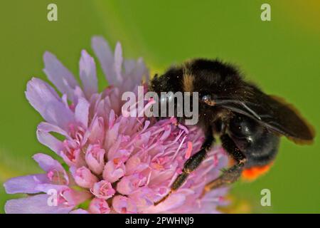 Bumblebee parasite sur la fleur de veuve de champ Banque D'Images