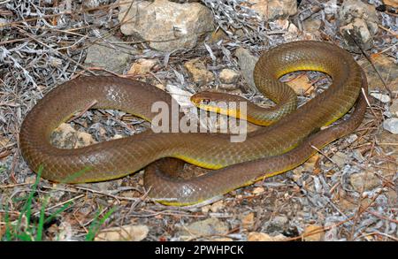 Serpent en colère américain Banque D'Images