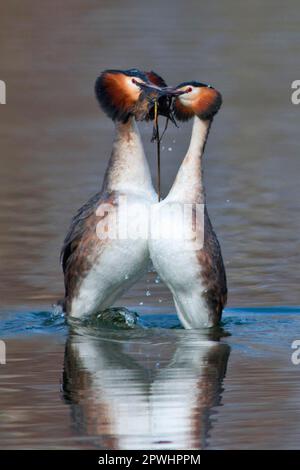 Great Crested Grebe, danse des pingouins Banque D'Images