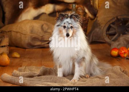 Sheltie, homme, Blue-merle, 9 ans Banque D'Images