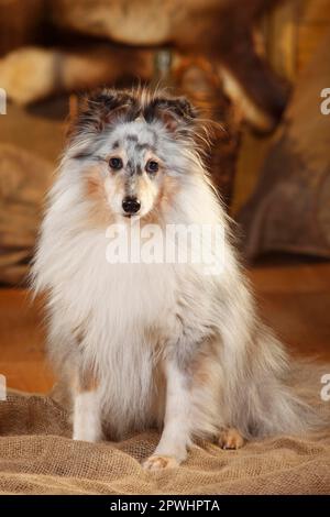 Sheltie, homme, Blue-merle, 9 ans Banque D'Images