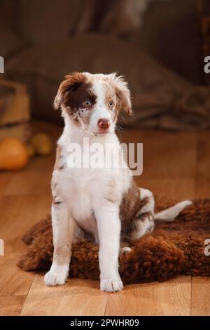 Berger australien, chiot, 12 semaines, Red-merle Banque D'Images