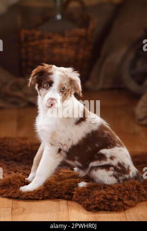 Berger australien, chiot, 12 semaines, Red-merle Banque D'Images