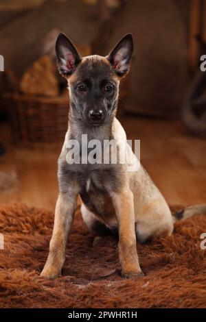 Malinois, chiot, 3 mois Banque D'Images