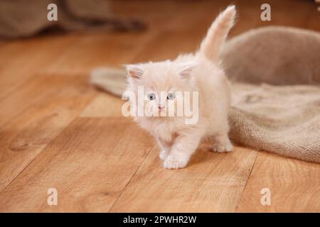 British Longhair, chaton, crème, 7 semaines Banque D'Images