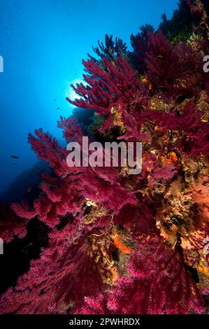 Corail de Fan méditerranéen, fouet de mer vioescent (Paramuricea clavata), Fan gorgonien, Gorgone rouge, Réserve marine de Portofino, Ligurie, Europe Banque D'Images