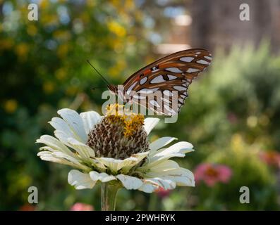 Papillon Fritillaire du Golfe avec ailes fermées perchées sur une fleur de dahlia blanche et photographiées avec une faible profondeur de champ. Banque D'Images