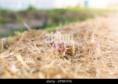 Le premier réchauffement au printemps dans le potager et les jeunes pousses d'asperges commencent à croître activement. Les premiers fruits de la délicatesse végétab Banque D'Images