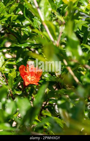 Les fleurs rouges et les bourgeons d'un arbre grenade à fleurs se rapprochent du feuillage vert sur un fond flou Banque D'Images