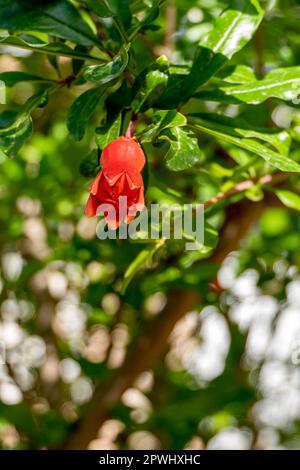 Les fleurs rouges et les bourgeons d'un arbre grenade à fleurs se rapprochent du feuillage vert sur un fond flou Banque D'Images