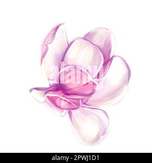 Image d'une branche de magnolia en fleurs. Illustration aquarelle. Dessiné à la main. Isolé sur fond blanc. Banque D'Images