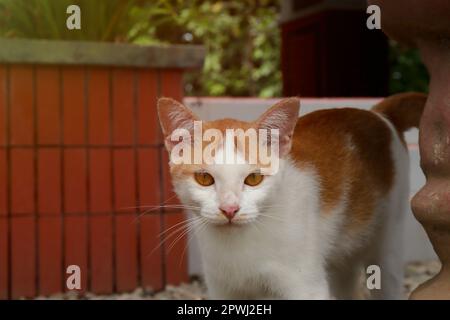 Chat Van turc marchant dans le jardin de l'arrière-cour Banque D'Images