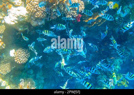 Sergent Indo-Pacific (Abudefduf vaigiensis), également connu sous le nom de sergent major sur les récifs coralliens de la mer Rouge. École de poisson sous-marin Banque D'Images