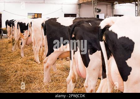 Vaches domestiquées ponçant sur le foin à l'intérieur de la ferme stable grenaille de l'arrière Banque D'Images