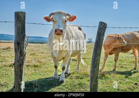 Élevage et élevage d'animaux d'élevage dans l'industrie agroalimentaire pour le bétail et l'industrie laitière. Curieuse vache, une vache charolais blanche debout derrière un barbelé Banque D'Images