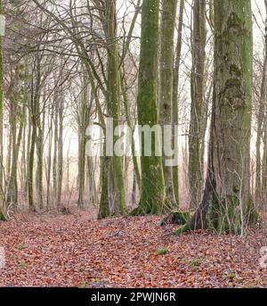 Paysage de beaucoup de troncs d'arbres couverts de mousse avec des branches sans feuilles dans un environnement sauvage non perturbé pendant l'automne. Chemin dans la nature avec sans feuilles Banque D'Images