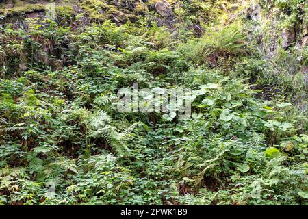 Arrière-plan de fougères et de mousses vertes à forte croissance sur un mur de roche humide Banque D'Images