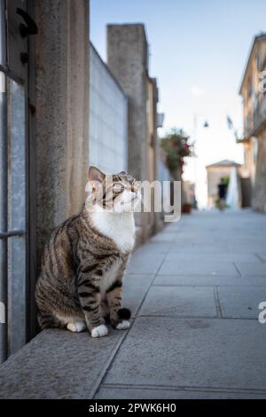 Cure chat dans les rues d'une petite ville italienne Banque D'Images