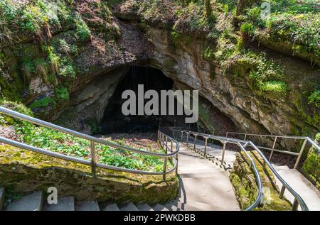 Un escalier en béton avec des rampes en métal descend le long d'une roche vert mousse vers une grande entrée de grotte sombre au Mammoth Cave National Park, Kentucky. Banque D'Images