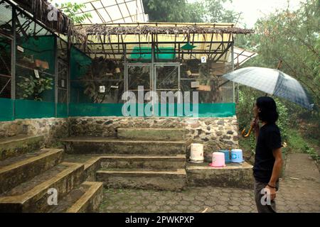 Un travailleur de la conservation porte un parapluie car il donne une explication en se tenant près des cages d'accoutumance des loris lents dans le centre de réhabilitation de la faune exploité par International Animal Rescue (IAR) à Ciapus, Bogor, West Java, Indonésie. Les primates ont été sauvés de l'activité commerciale de la faune et sont dans une phase de transition, qui est des rendre prêts à être libérés dans la nature. Le loris lent est une espèce nocturne, venimeux, et pourrait transmettre des maladies zoonotiques à l'homme. Les primates n'ont pas de caractéristiques comme animaux de compagnie, selon les scientifiques, donc ils seront probablement morts... Banque D'Images