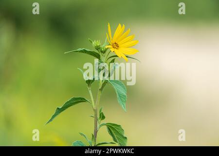 Fleur de l'artichaut de Jérusalem (Helianthus tuberosus). Banque D'Images