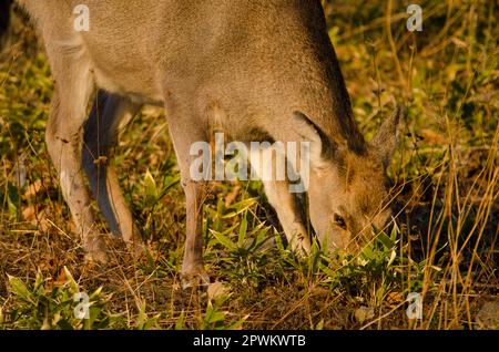 Cervus nippon yesoensis, cerf de sika femelle. Parc national de Shiretoko. Péninsule de Shiretoko. Hokkaido. Japon. Banque D'Images