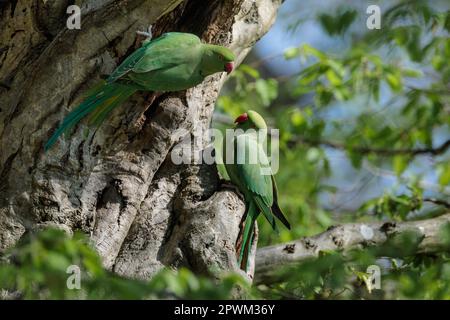 Paire de parakeets à col en anneau, Psittacula krameri, Barn Hill, Wembley, UK photo par Amanda Rose/Alay Banque D'Images