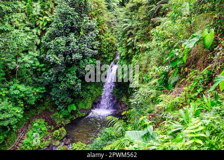 L'un des endroits les plus populaires de l'île des Caraïbes de la Dominique, l'Emerald Pool est une destination pour de nombreux touristes Banque D'Images