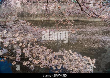 Cerisiers en fleurs dans la rivière Meguro en pleine floraison. Lieu de tournage: Tokyo Meguro-ku Banque D'Images