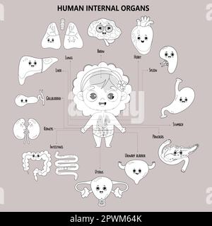 Anatomie des enfants corps humain féminin. Jolie fille et organes internes visuels. Personnages amusants avec visages, noms et emplacements. Infographie médicale colorise. Illustration de Vecteur