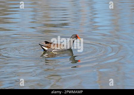 Gallinule commun à l'occasion d'une journée ensoleillée au lac Elm dans le parc national de Brazos Bend, au Texas Banque D'Images