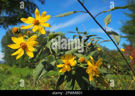 L'artichaut de Jérusalem ou le tournesol tubéreux, ou la poire souterraine Helianthus tuberosus est une espèce de plantes herbacées tubéreuses vivaces du genre Sunfl Banque D'Images