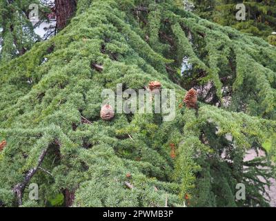 Cèdre de l'Himalaya Cedrus deodara, ou deodar - un conifères, une des espèces du genre Cedar, un arbre à feuilles persistantes de pin conifères. Plusieurs mûres c Banque D'Images