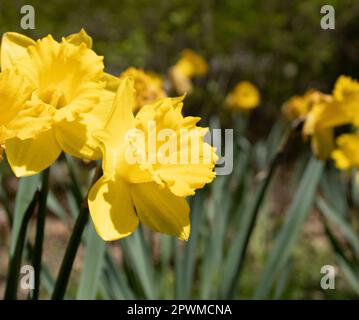 Jonquilles poussant dans le jardin - image ID: 2PWMCNA Banque D'Images