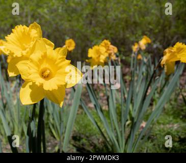 Jonquilles sur fond vert naturel - ID d'image : 2PWMDK3 Banque D'Images