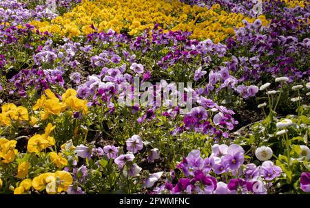 Pansies lilas et jaunes - image ID: 2PWMFNC Banque D'Images