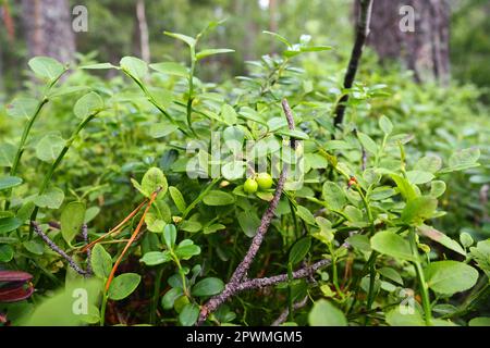 Le Vaccinium myrtillus, un arbuste à faible croissance, une espèce du genre Vaccinium de la famille des Heatheraceae. Forêt bleu sauvage Banque D'Images
